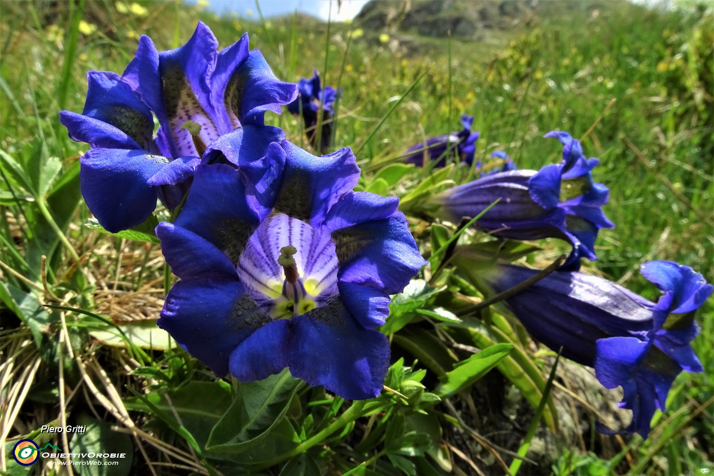23 Genziana di Koch (Gentiana kochiana).JPG
